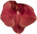 flower 2