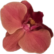 flower 4