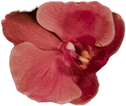 flower 1