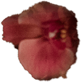 flower 2