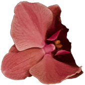flower 3