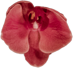 flower 4