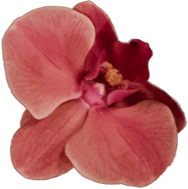 flower 5