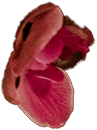flower 6