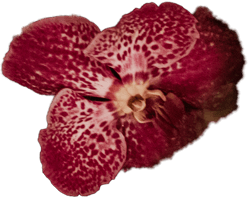 flower 7