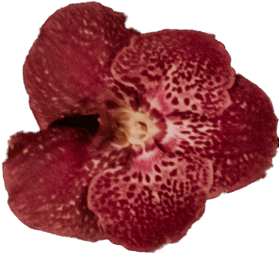 flower 8