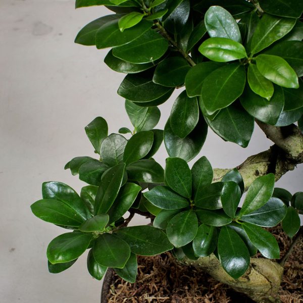 BOZ002 1